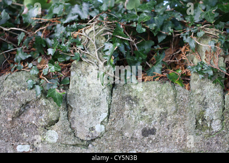 Lierre sur un vieux mur de pierre à Dartmoor dans le Devon Banque D'Images