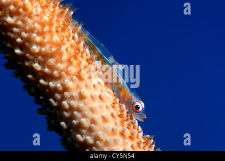 Bryaninops yongei corail fil sur fil de Coral Cirrhipathes leutkeni Banque D'Images