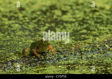 Le nord de la grenouille verte (Rana clamitans) sur l'ouverture de l'étang couvert d'algues. Banque D'Images