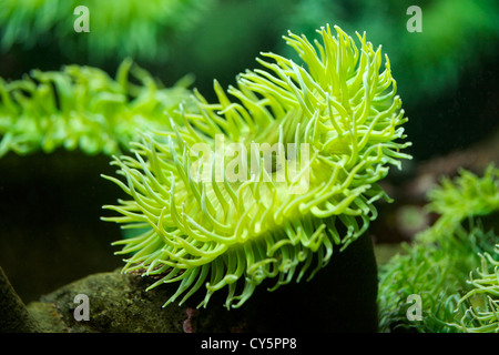 Vue rapprochée de la mer vert géant, de l'anémone Anthopleura xanthogrammica Banque D'Images