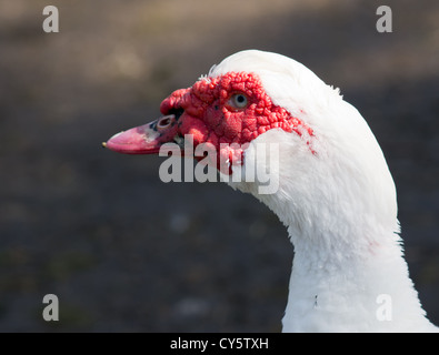 Le canard de Barbarie ou de Barbarie se distingue par sa peau faciale rouge Banque D'Images