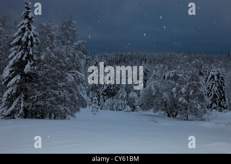 À la tombée de la neige tombe sur une clairière de la forêt d'hiver Banque D'Images