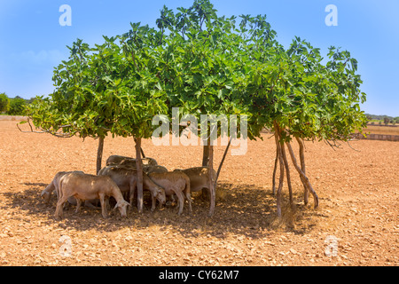 Troupeau de moutons sous figuier ombre sur l'été chaud dans forentera Banque D'Images