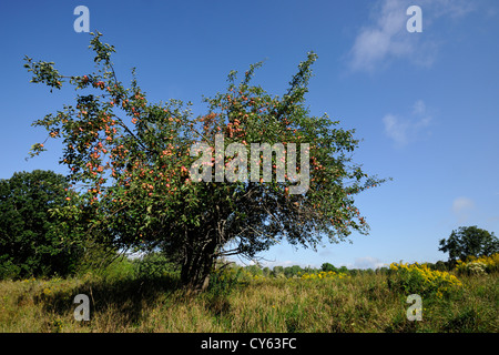 Apple Tree à la fin de l'été, l'île Manitoulin, Ontario, Canada, Kagawong Banque D'Images