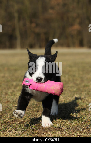 Mischling spielender Welpe / chiot bâtard Banque D'Images