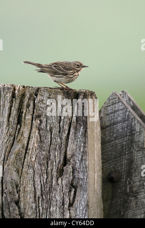 Meadow pipit spioncelle (Anthus pratensis) Banque D'Images