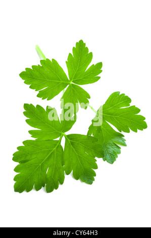 Les feuilles de persil plat frais, garnir close up isolé sur fond blanc Banque D'Images