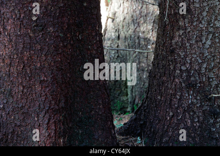 L'ombre et la lumière jouant sur les troncs de sapin épais dans une forêt de conifères. Banque D'Images