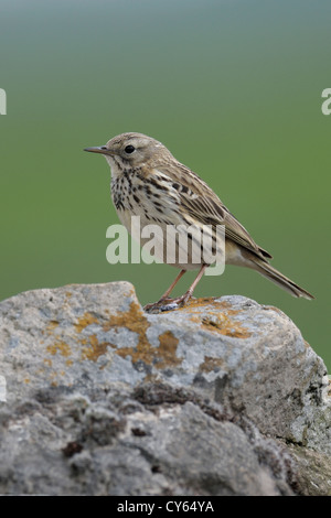 Meadow pipit spioncelle (Anthus pratensis) Banque D'Images