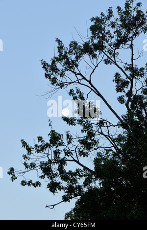 La silhouette des arbres et la configuration de la lune, l'île Manitoulin, Ontario, Canada, Kagawong Banque D'Images