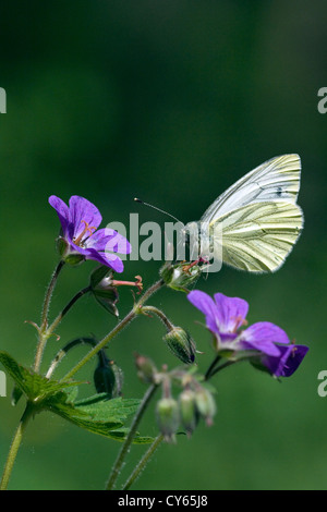 Papillon blanc veiné de vert (Pieris napi) Banque D'Images
