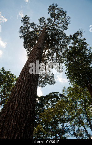 Arbre généalogique de rose, noir, bois d'Inde Banque D'Images