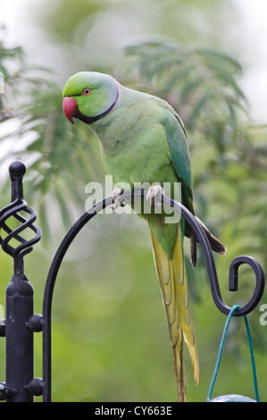 Une population de morillon à, ou Rose-ringed Parakeet, (Psittacula krameri) perché sur un jardin mangeoire en belvédère, Kent. juin. Banque D'Images