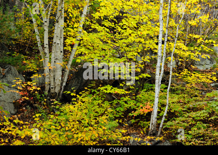 Affleurement rocheux dans un jardin, avec des arbres de bouleau, le Grand Sudbury, Ontario, Canada Banque D'Images