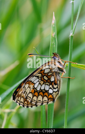 Un des rares adultes à heath fritillary (Melitaea athalia papillon) perché sur une tige d'herbe dans East Blean Woods, près de Canterbury Banque D'Images