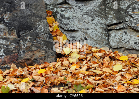 Affleurement rocheux dans un jardin, avec les feuilles tombées, Grand Sudbury, Ontario, Canada Banque D'Images