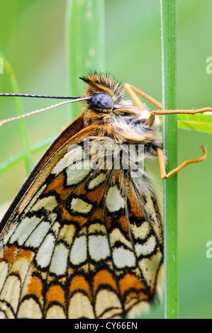 Un des rares adultes à heath fritillary (Melitaea athalia papillon) perché sur une tige d'herbe dans East Blean Woods, près de Canterbury Banque D'Images