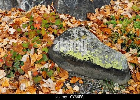 Affleurement rocheux dans un jardin, avec les feuilles tombées, Grand Sudbury, Ontario, Canada Banque D'Images