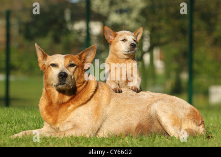 Australian Cattle Dogs Banque D'Images