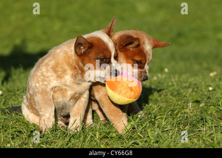 Australian Cattle Dog Puppies Banque D'Images