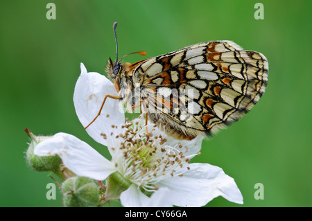 Un des rares adultes à heath fritillary (Melitaea athalia papillon) perché sur un buisson fleur en Orient Blean Woods Banque D'Images