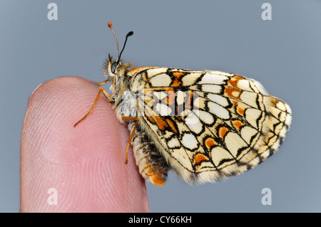 Un des rares adultes à heath fritillary (Melitaea athalia papillon) perché sur un doigt pour l'échelle au Blean Woods Banque D'Images