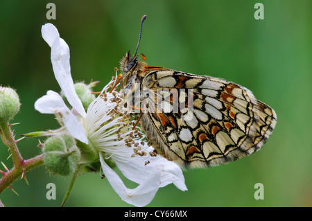 Un des rares adultes à heath fritillary (Melitaea athalia papillon) perché sur un buisson fleur en Orient Blean Woods Banque D'Images