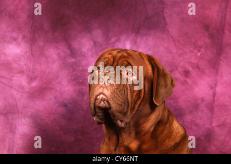 Portrait de chien Bordeaux Banque D'Images