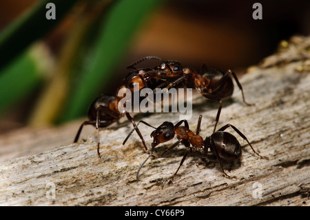 Les fourmis des bois (Formica rufa) en passant par l'intermédiaire de messages chimiques trophallaxis dans East Blean Woods, près de Canterbury, Kent. De juin. Banque D'Images