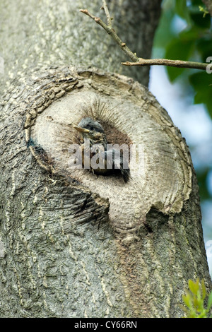 Sittelle torchepot (Sitta europaea) Banque D'Images