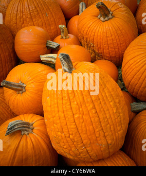 Les citrouilles sur un potager à l'Arboretum de Dallas Banque D'Images