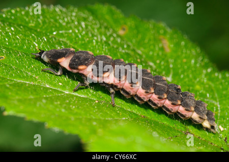 La larve d'un ver luisant (Lampyris noctiluca) sur une feuille au Blean Woods, près de Canterbury, Kent. juin. Banque D'Images
