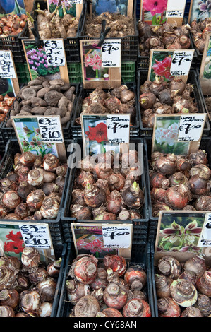 Ampoules Amaryllis à vendre sur un stand dans le Bloemenmarkt (marché flottant, ou marché floral) à Amsterdam, aux pays-Bas Banque D'Images