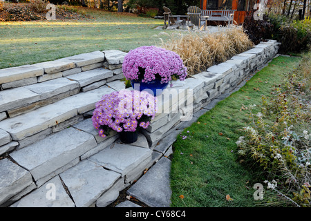 Un mur de pierre avec la fin de l'été en pot mamans sur un matin glacial, Grand Sudbury, Ontario, Canada Banque D'Images