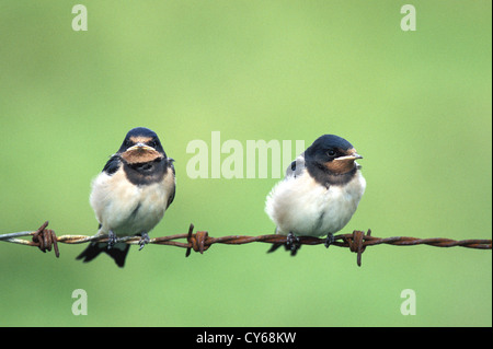 L'hirondelle rustique (Hirundo rustica) Banque D'Images