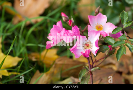 Fleurs roses sauvages sur la branche en parc d'automne. Selective focus Banque D'Images