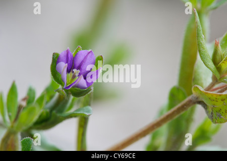 Le minuscule fleur de Vénus est-à-glass (Legousia hybrida) croissant dans le champ de maïs traditionnel au collège Lake Banque D'Images