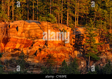 Les pins rouges et falaise dans la lumière du soir, Wanup, Ontario, Canada Banque D'Images