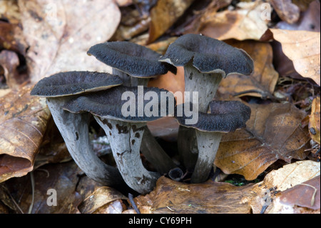 Horn of plenty champignon (Craterellus cornucopioides) Banque D'Images