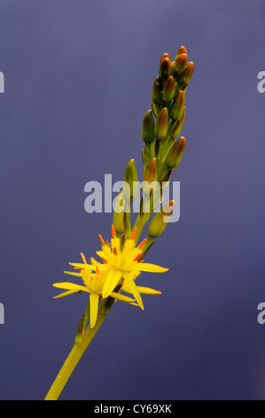 Une fleur de bog asphodel (Narthecium ossifragum) avec deux fleurs s'ouvrent et le reste toujours en bouton, à Commune Thursley Banque D'Images