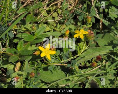 Hypericum humifusum x linariifolium Banque D'Images