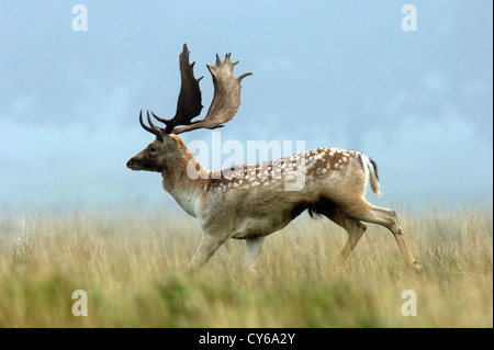 Fallow deer (Cervus dama) Banque D'Images