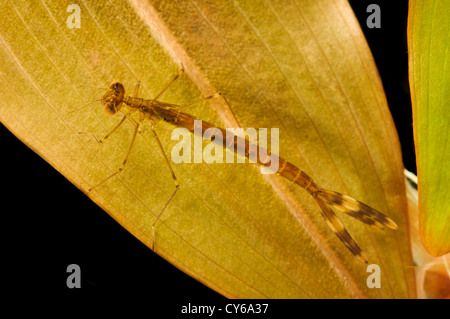 La larve d'une émeraude (Lestes sponsa) accroché à Ogden à Thursley Réserve naturelle nationale commune, Surrey. juin. Banque D'Images