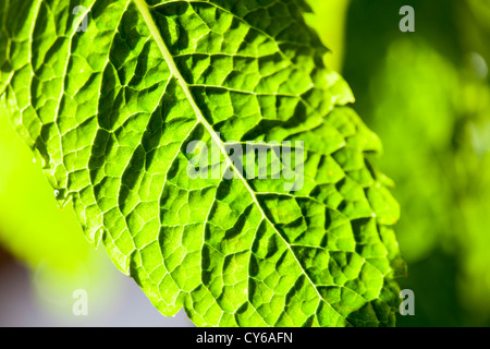 Une feuille de menthe dans la chaude soirée de lumière. Banque D'Images