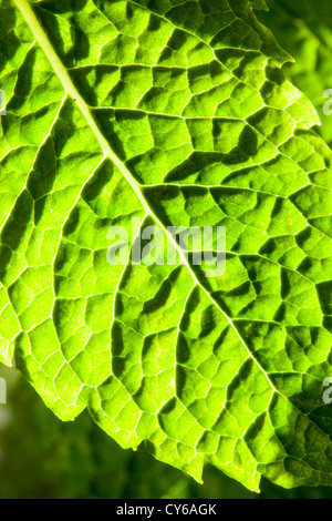 Une feuille de menthe dans la chaude soirée de lumière. Banque D'Images