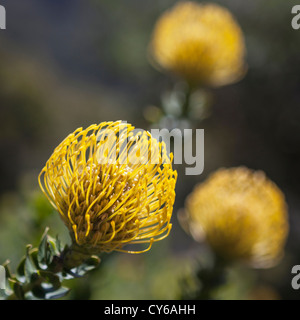 Pin Cushion jaune Protea - Leucospernum trouvés dans la région de Western Cape, Afrique du Sud Banque D'Images