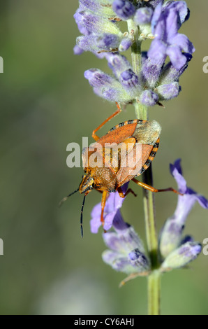 Sloe Bug Dolycoris baccarum sur fleurs lavande Alpes-de-haute-Provence Provence Provence France Banque D'Images