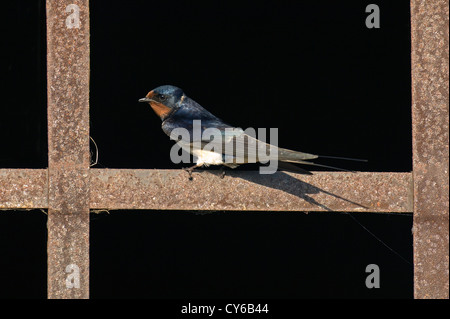 L'hirondelle rustique (Hirundo rustica) Banque D'Images