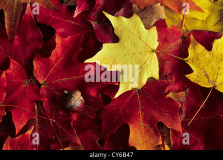 Gros plan de feuilles d'automne colorées sur le feuillage d'érable rouge et un gland, Vermont, automne Nouvelle-Angleterre, États-Unis, images d'automne feuilles d'automne Banque D'Images