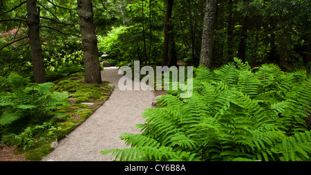 Jardin de printemps sinueux chemin de randonnée à travers Asticon Azalea jardin japonais d'arbres avec fougères, Seal Harbour, Maine, Nouvelle-Angleterre, États-Unis, jardin privé Banque D'Images